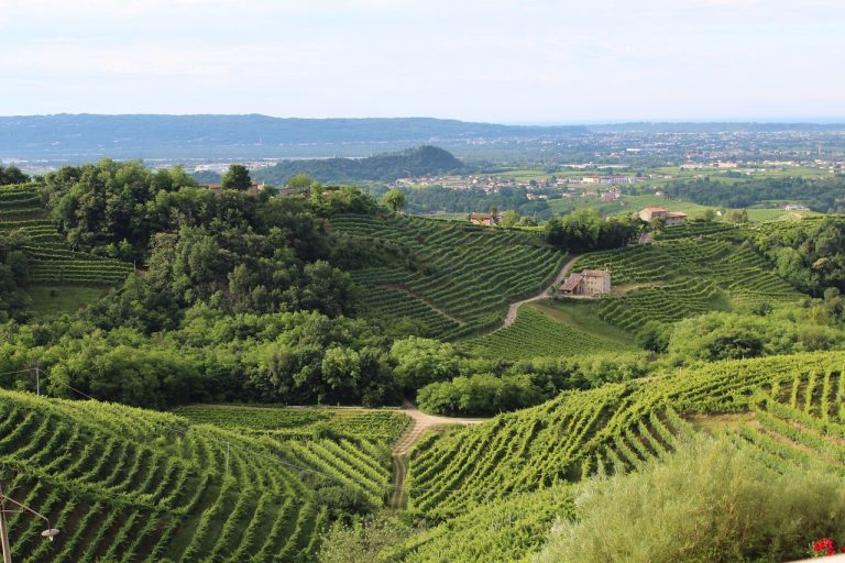 Wijngaard Veneto